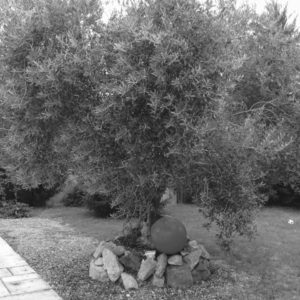 chantal-dupetit-artiste-peintre-photographie-exterieur-olivier-arbre