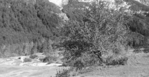 chantal-dupetit-artiste-peintre-photographie-exterieur-paysage-noir-blanc-arbre